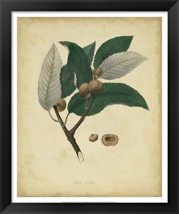 Framed Botanical VIII Print