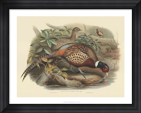 Framed Pheasants I Print