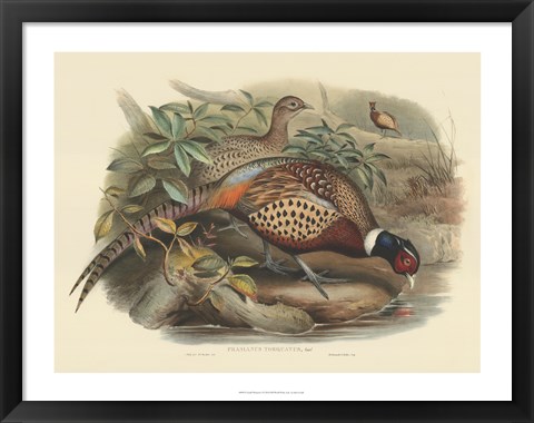 Framed Pheasants I Print