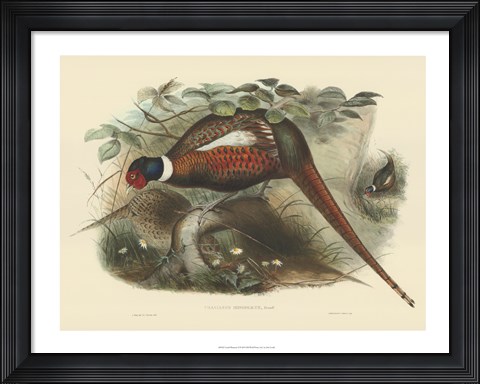 Framed Pheasants II Print