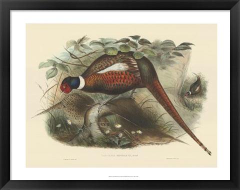 Framed Pheasants II Print