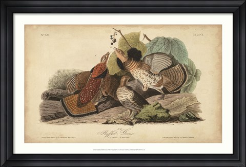 Framed Audubon Ruffed Grouse Print