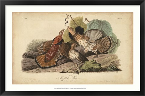 Framed Audubon Ruffed Grouse Print