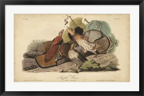 Framed Audubon Ruffed Grouse Print