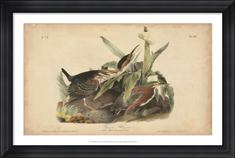 Framed Audubon Green Heron Print
