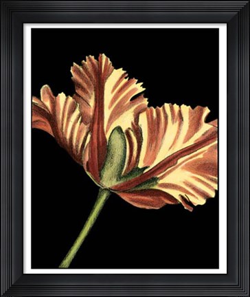 Framed Vibrant Tulips I Print