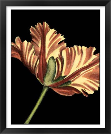 Framed Vibrant Tulips I Print