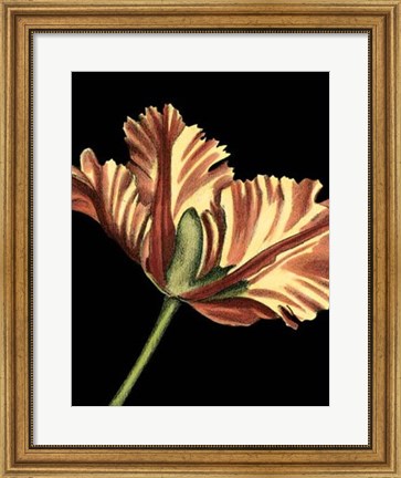 Framed Vibrant Tulips I Print