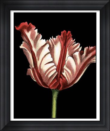 Framed Vibrant Tulips II Print