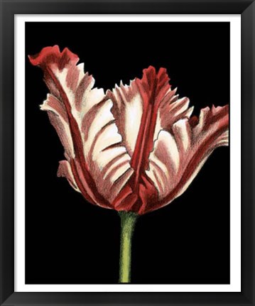 Framed Vibrant Tulips II Print