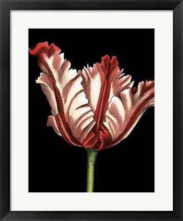 Framed Vibrant Tulips II Print