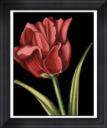 Framed Vibrant Tulips IV Print