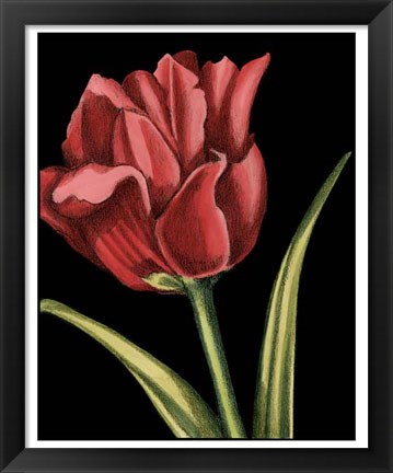 Framed Vibrant Tulips IV Print