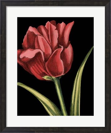 Framed Vibrant Tulips IV Print
