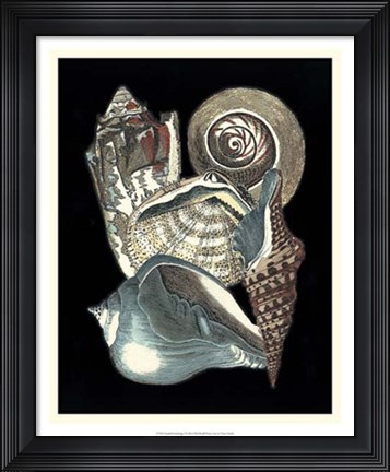 Framed Seashell Anthology I Print