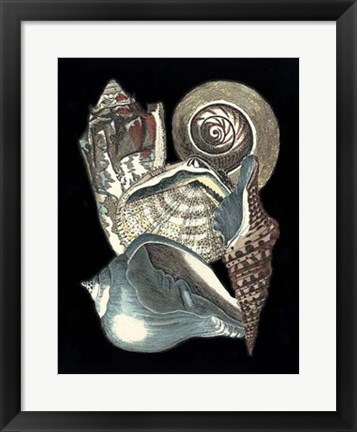 Framed Seashell Anthology I Print
