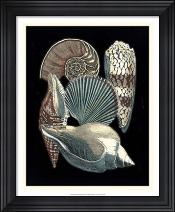 Framed Seashell Anthology II Print