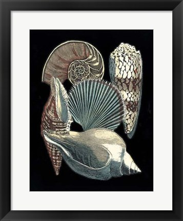 Framed Seashell Anthology II Print
