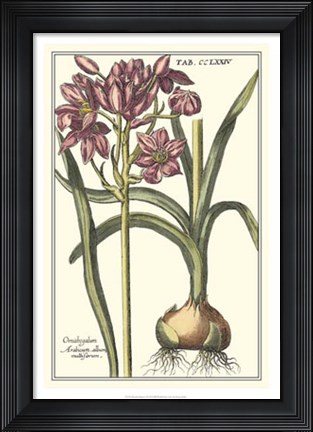 Framed Botanical Beauty I Print