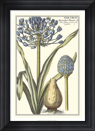 Framed Botanical Beauty II Print