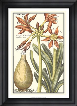 Framed Botanical Beauty III Print