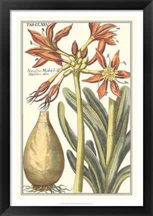 Framed Botanical Beauty III Print