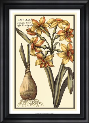 Framed Botanical Beauty IV Print