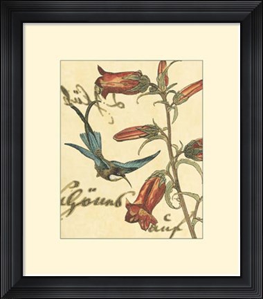 Framed Hummingbird Reverie I Print