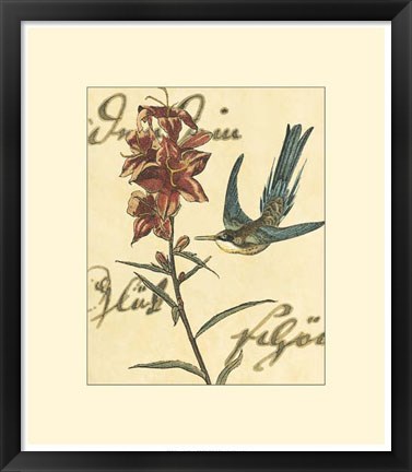 Framed Hummingbird Reverie IV Print