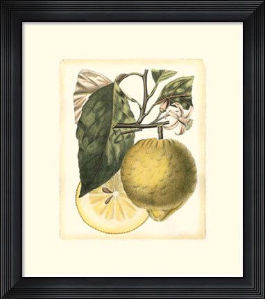 Framed French Lemon Study I Print