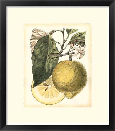 Framed French Lemon Study I Print