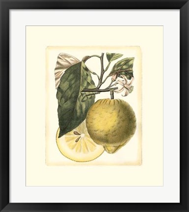 Framed French Lemon Study I Print