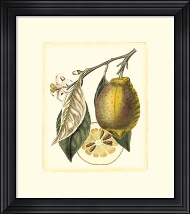 Framed French Lemon Study II Print
