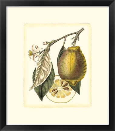Framed French Lemon Study II Print