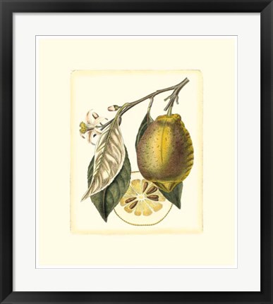 Framed French Lemon Study II Print