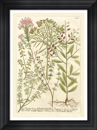Framed Weinmann&#39;s Garden I Print