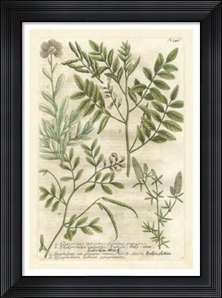 Framed Weinmann&#39;s Garden II Print