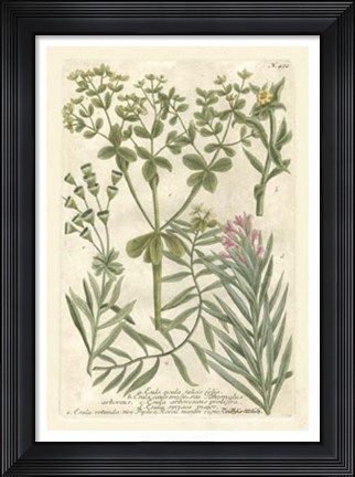 Framed Weinmann&#39;s Garden III Print