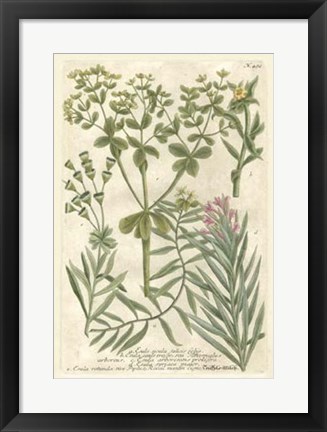Framed Weinmann&#39;s Garden III Print