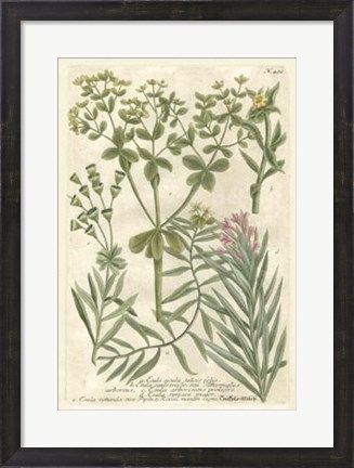 Framed Weinmann&#39;s Garden III Print