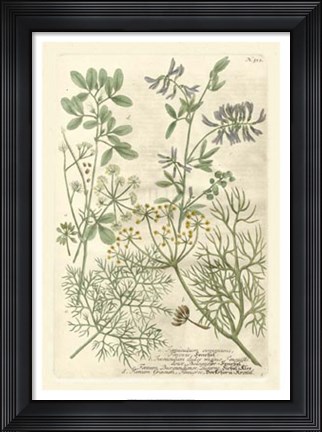 Framed Weinmann&#39;s Garden IV Print