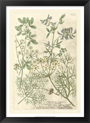Framed Weinmann&#39;s Garden IV Print