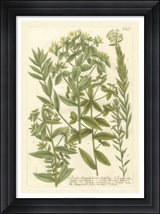 Framed Weinmann&#39;s Garden V Print