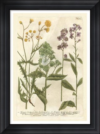 Framed Weinmann&#39;s Garden VI Print