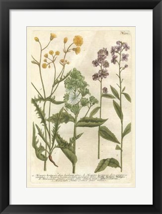 Framed Weinmann&#39;s Garden VI Print