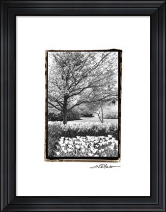 Framed Springtime Garden III Print