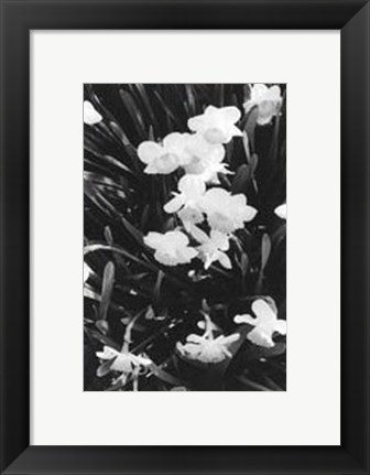 Framed Springtime Garden V Print