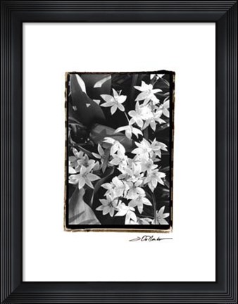 Framed Springtime Garden VII Print
