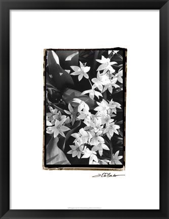 Framed Springtime Garden VII Print