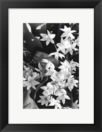 Framed Springtime Garden VII Print